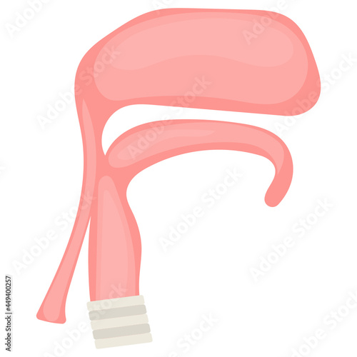 The pharynx Concept,  respiratory and digestive duct Vector color Icon Design, Organ System Symbol, Human Anatomy Sign, Human Body Parts Stock illustration