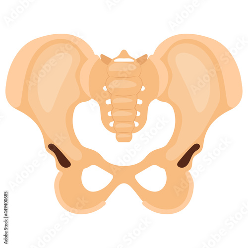 Human Pelvis and Hip Bone Joint Concept, acetabulum Vector color Icon Design, Organ System Symbol, Human Anatomy Sign, Human Body Parts Stock illustration