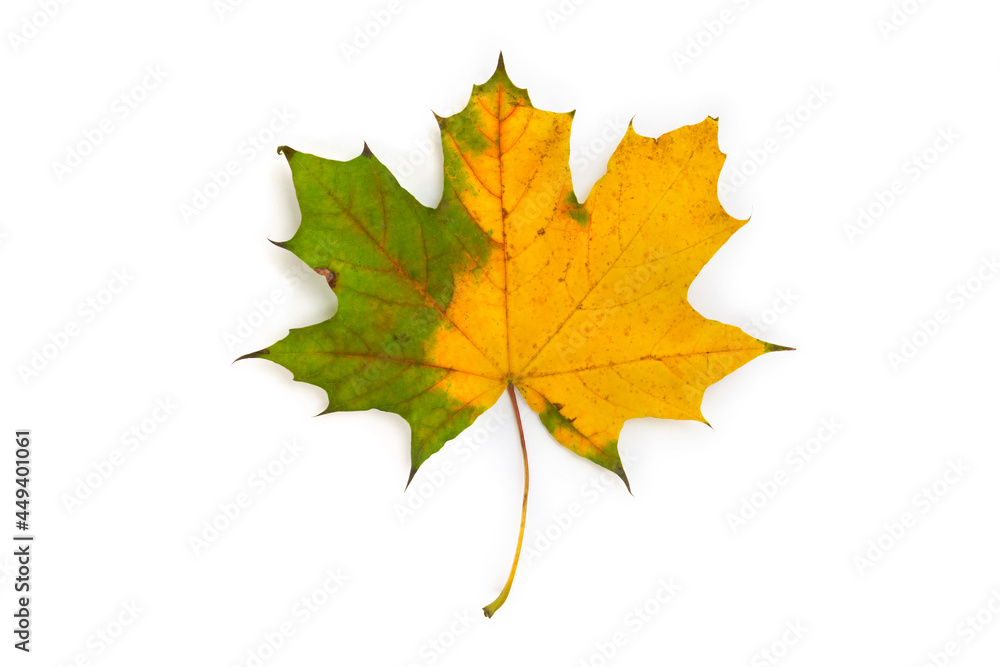 Autumnal yellow green maple leaf on a white background Autumnal yellow green maple leaf on a white background