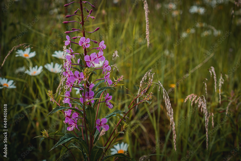 Obraz premium flowers in the meadow