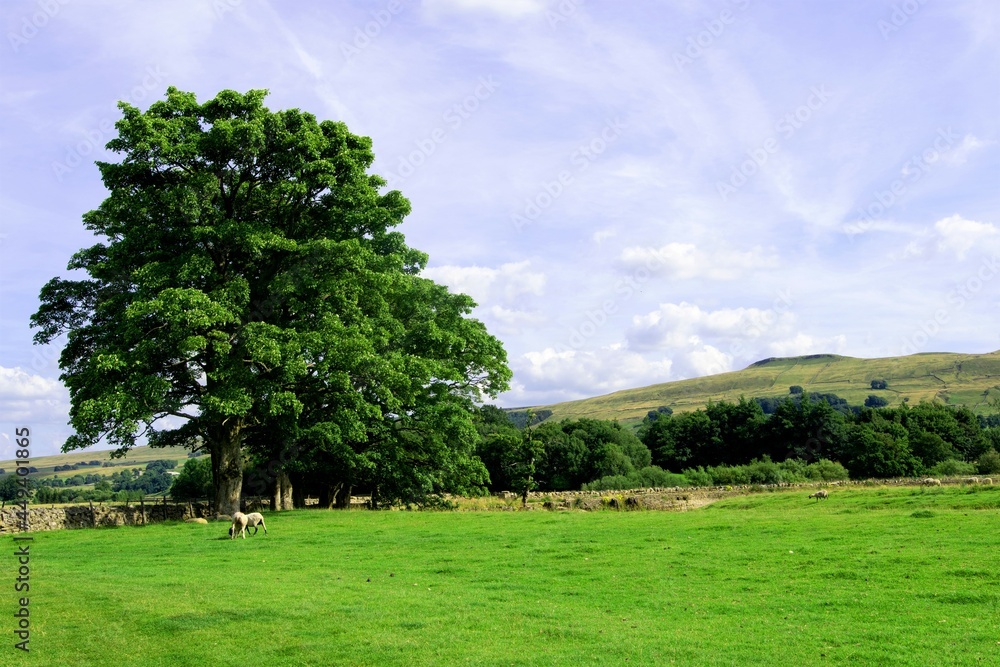 Hawes landscape with trees, Wensleydale, Yorkshire Dales, England.