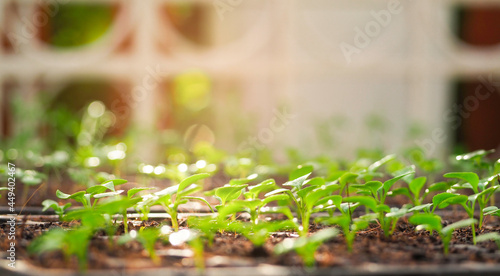 Close-up growing vegetables, green Salad plants seedling growing in cultivation tray. Vegetable plantation in house. Selective close-up of growing seed. 