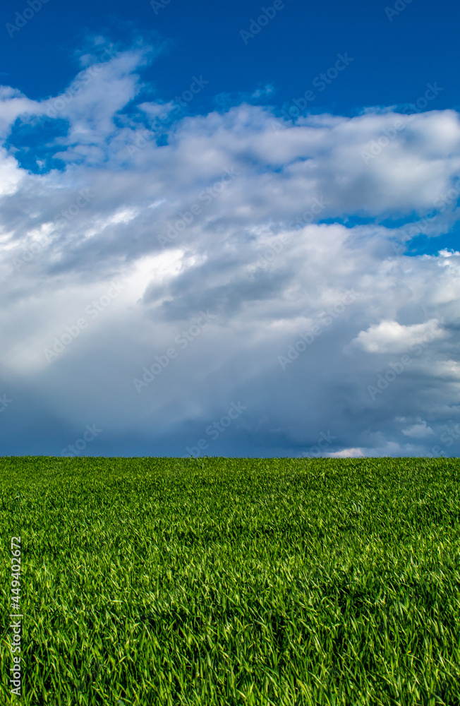 wheat field with beautiful clouds in the background