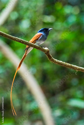 Asian Paradise Flycatcher,beautiful bird in tropical forest
