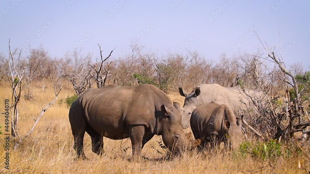 Three Southern white rhinoceros family grazing in savannah in Kruger National park, South Africa ; Specie Ceratotherium simum simum family of Rhinocerotidae Three Southern white rhinoceros family grazing in savannah in Kruger National park, South Africa ; Specie Ceratotherium simum simum family of Rhinocerotidae
