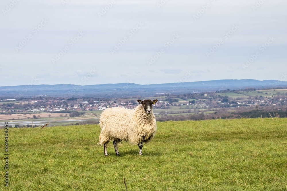 sheep standing on the hill with a beautiful landscape scene in the background sheep standing on the hill with a beautiful landscape scene in the background