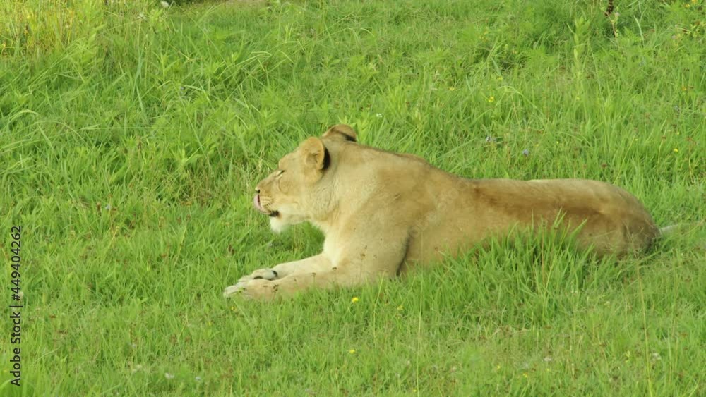 African lioness walks across the savannah and then sits down on the grass. African lioness walks across the savannah and then sits down on the grass.