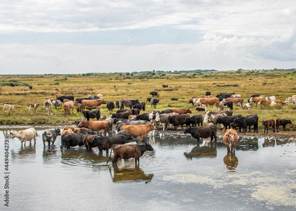 herd of cows with their reflections in the river herd of cows with their reflections in the river