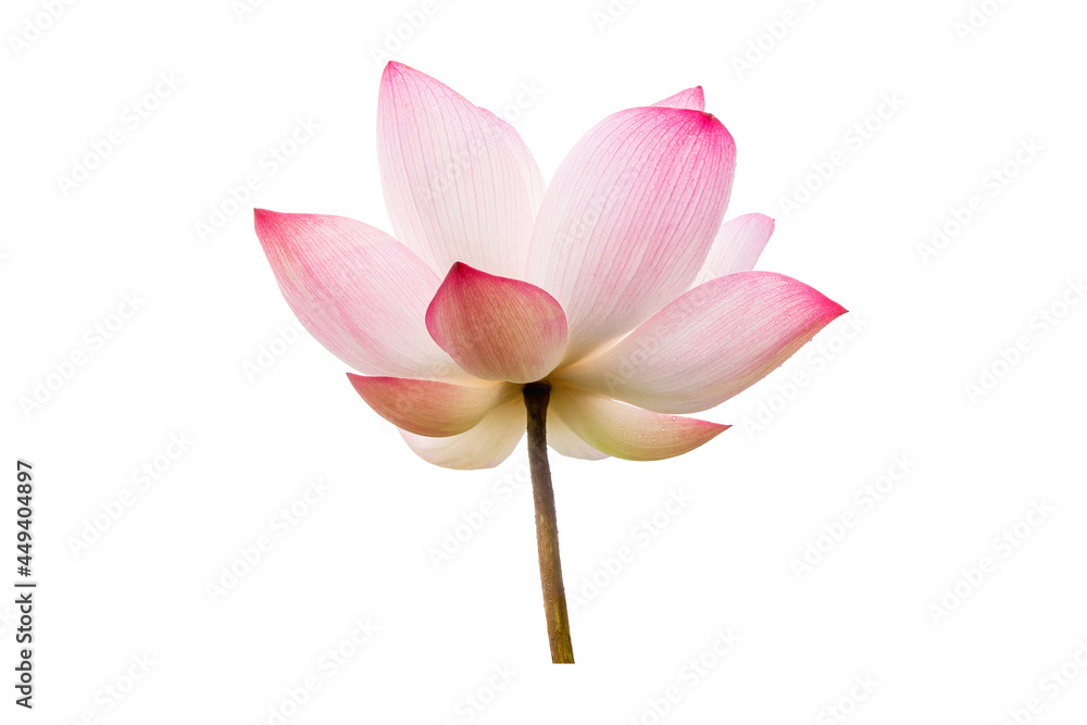 Pink Lotus, Lotus flower isolated on white background. File contains with clipping path so easy to work.