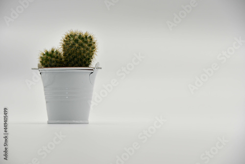 Photos of some cactus in a white background.