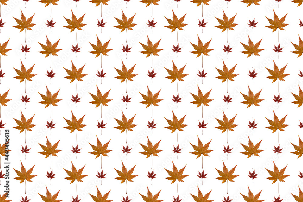 Pattern image of Maple Leaf on white background. Pattern image of Maple Leaf on white background.