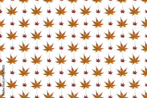 Pattern image of Maple Leaf on white background.