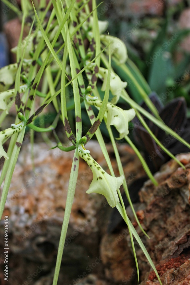 Obraz premium Green orchid flowers 