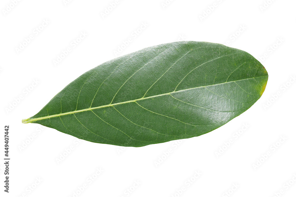 Obraz premium green leave isolated on white background.