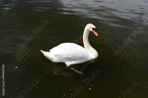 lonely swan in the lake in summer