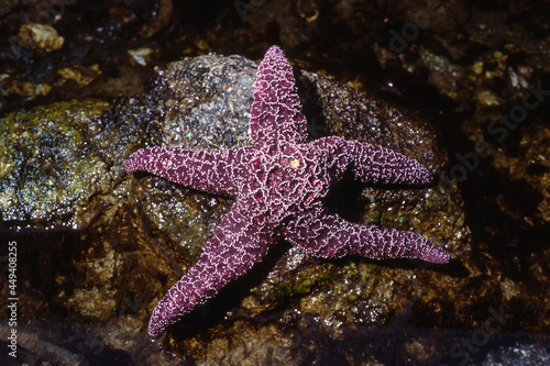 An Ochre Starfish  Pisaster ochraceus  in a tide pool.