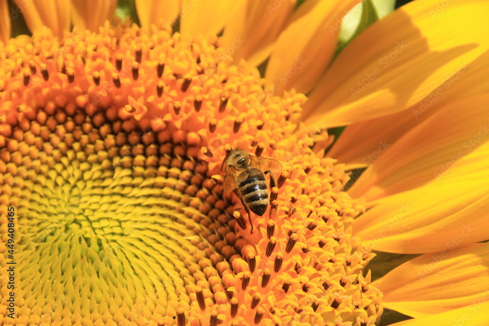 Biene sitzt auf einer Sonnenblume im Sonnenschein Biene sitzt auf einer Sonnenblume im Sonnenschein