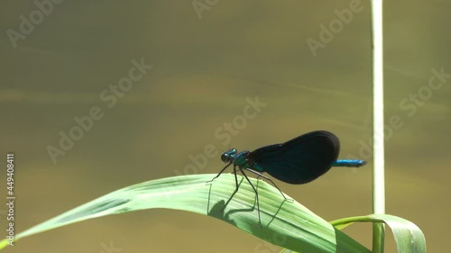 Dragonfly Beautiful Demoiselle (Calopteryx virgo). A male dragonfly sits on a green blade of grass. Sitting dragonfly wings flap