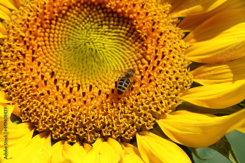 Biene sitzt auf einer Sonnenblume im Sonnenschein