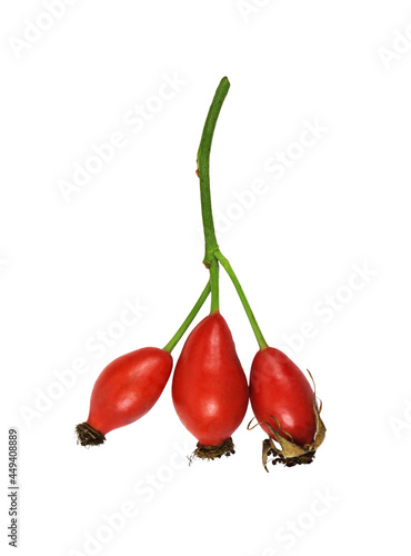 Red berries of wild rose is...