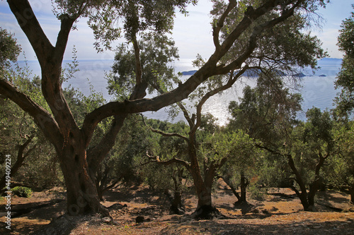Old olive trees on Corfu island