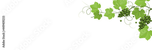 Wine grapes and leaves on branch isolated on white background
