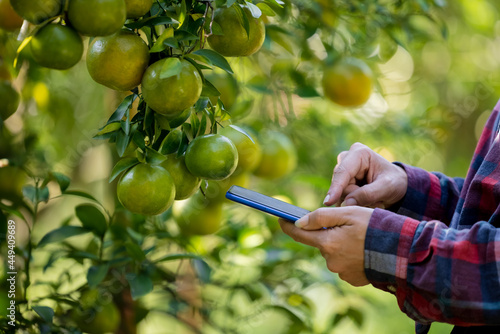  owner of the orchard checking the wholesale price of tangerines on her mobile phone in garden