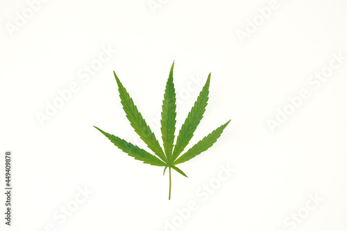 Cannabis  marijuana  hemp leaf  on isolated white background. Additive natural plant has cbd  thc  cannabinoids for medical. Ganja weed herbal growing for drug  smoke legal and illegal. Cut out  empty