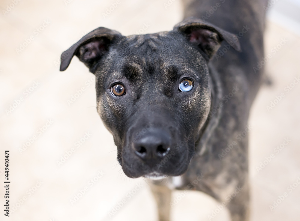 A brindle Pit Bull Terrier mixed breed dog with sectoral heterochromia, one blue eye and one brown eye