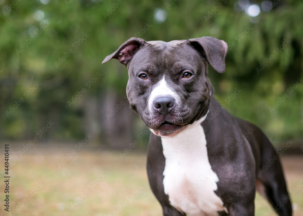 A black and white Pit Bull mixed breed dog with a smile on its face