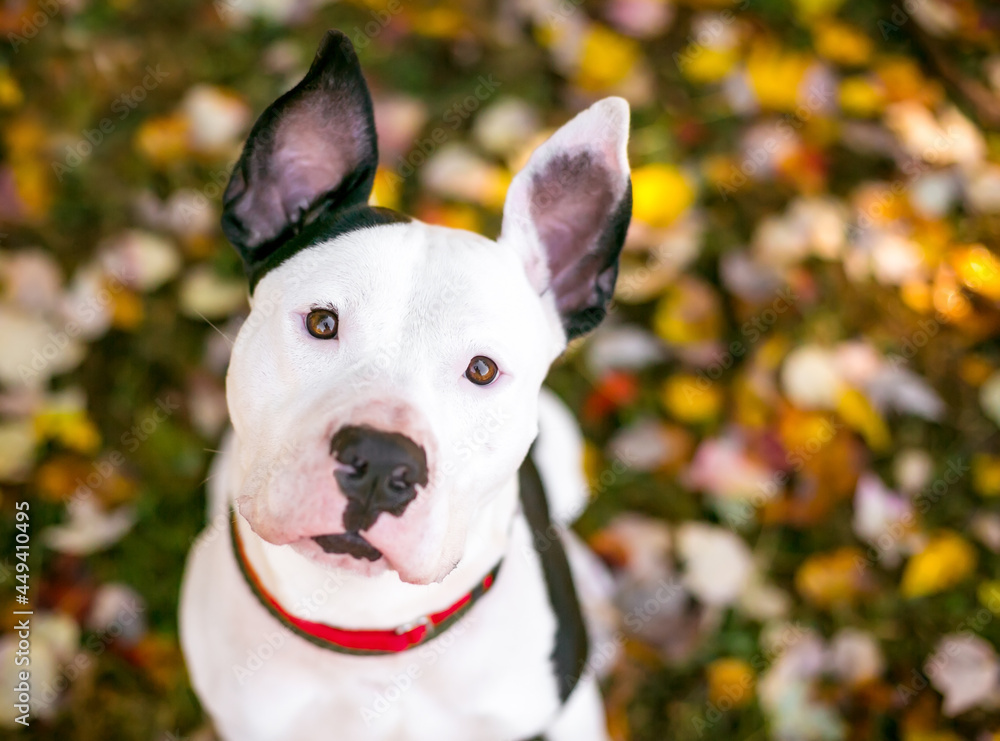 A black and white Pit Bull Terrier mixed breed dog with large ears, surrounded by colorful autumn leaves