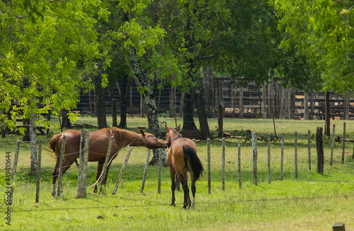 caballos en granja © Gustavo