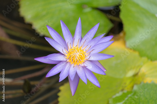 beautiful purple lotus in pool