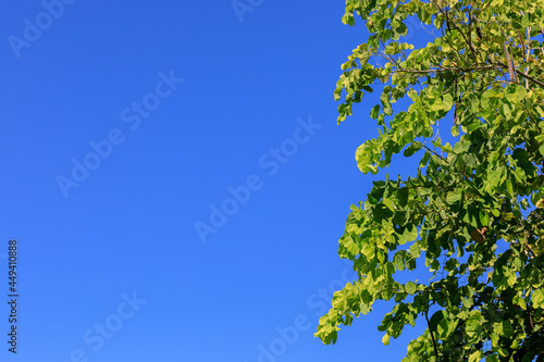 Clear Blue sky with some part of the tree. Use as a background