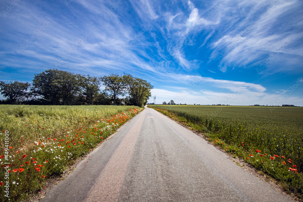 A flowery road crossing Swedish farmlands in Österlen, Scania, Sweden