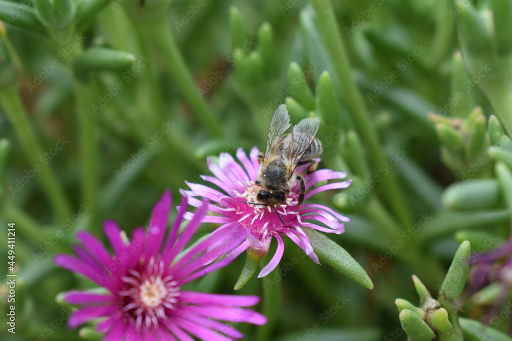 Bee on crystal flower petal collecting nectar. Bee on crystal flower petal collecting nectar.
