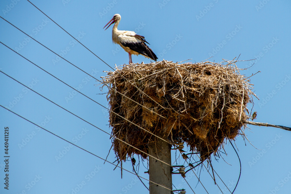 Fototapeta premium Greece, Kerkini, stork in its nest on an electric pole