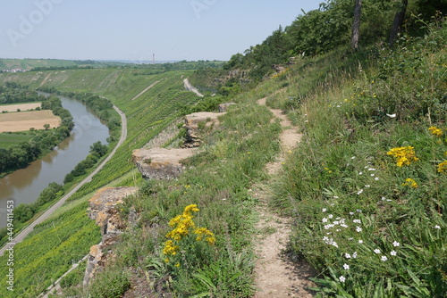 Wanderweg mit Blumen an den Hessigheimer Felsengärten photo