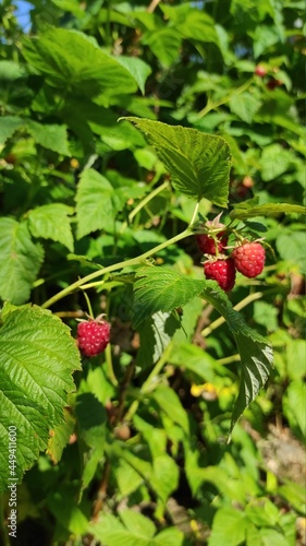 Large garden raspberry