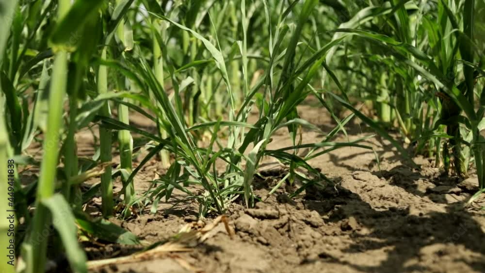 Low angle shot on maize saplings Low angle shot on maize saplings