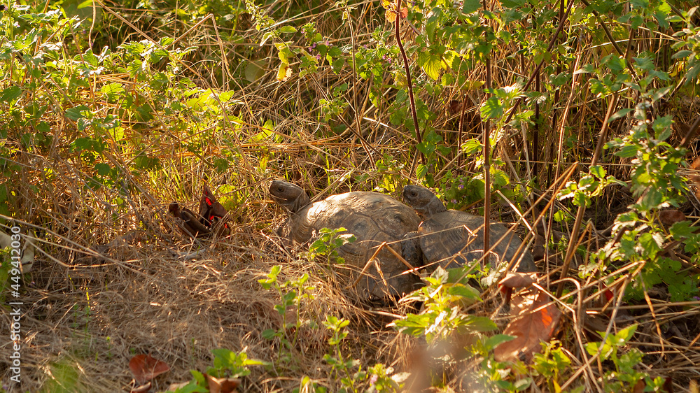 Two turtles hiding in bush. Two turtles hiding in bush.