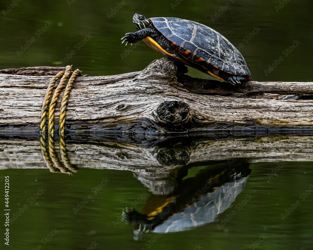 Fototapeta premium This is a photo of a Painted Turtle basking in the sunshine on a log during a warm spring afternoon in Nixon Park, York County Pennsylvania USA in April 2020.