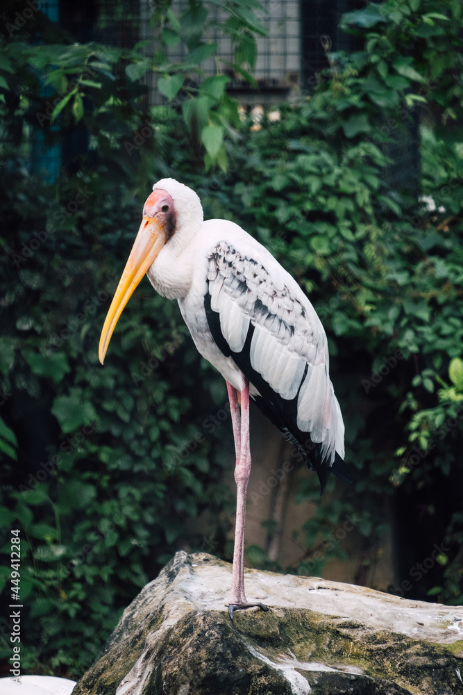 Fototapeta premium egret stand on rock