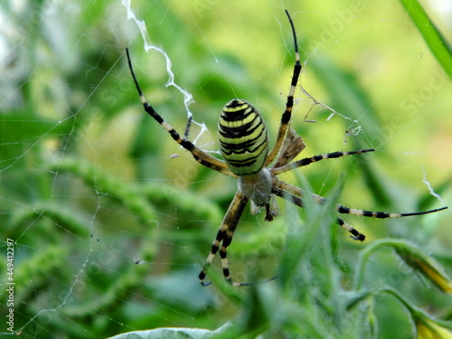 The wasp spider sits on a web. Close-up.