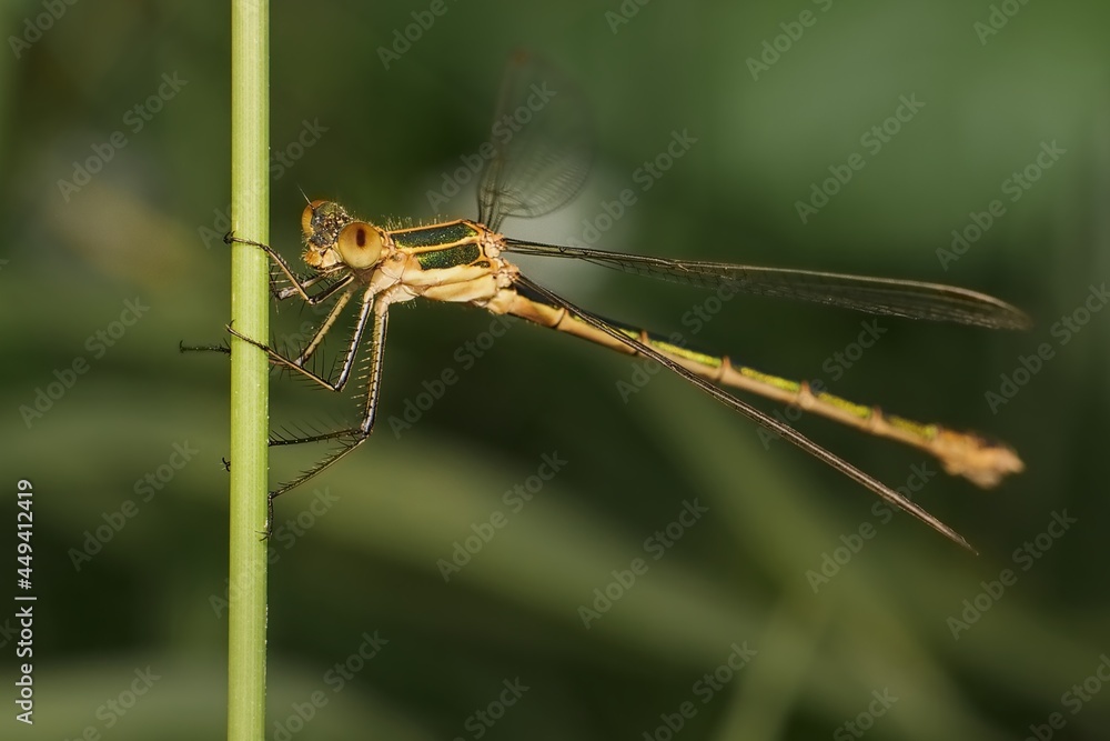 Emerald Damselfly on the grass Emerald Damselfly on the grass