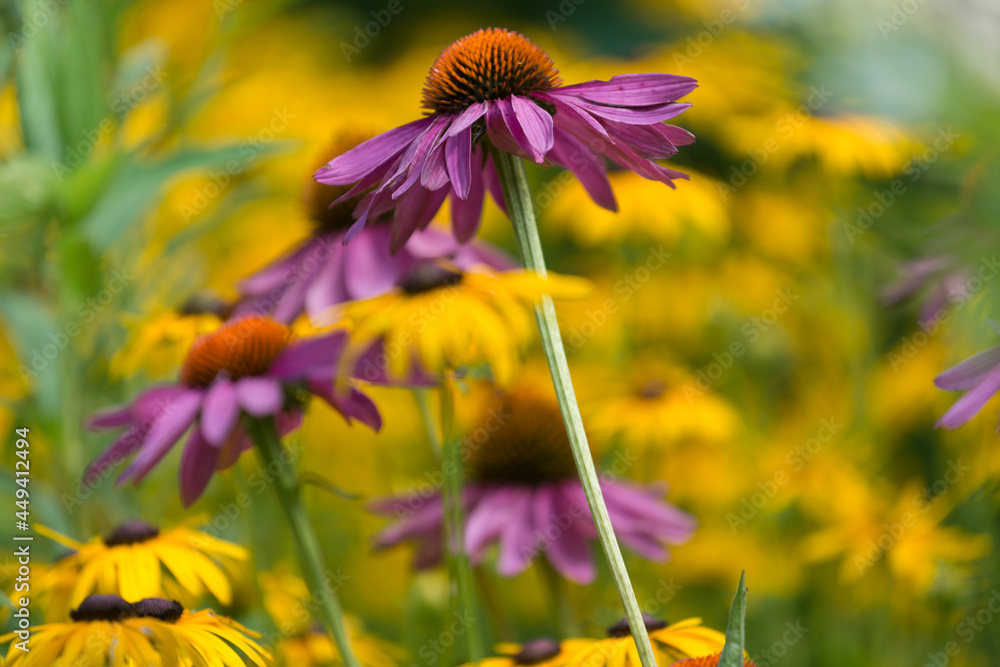 echinacea and rudbeckia blossoms in mid summer echinacea and rudbeckia blossoms in mid summer