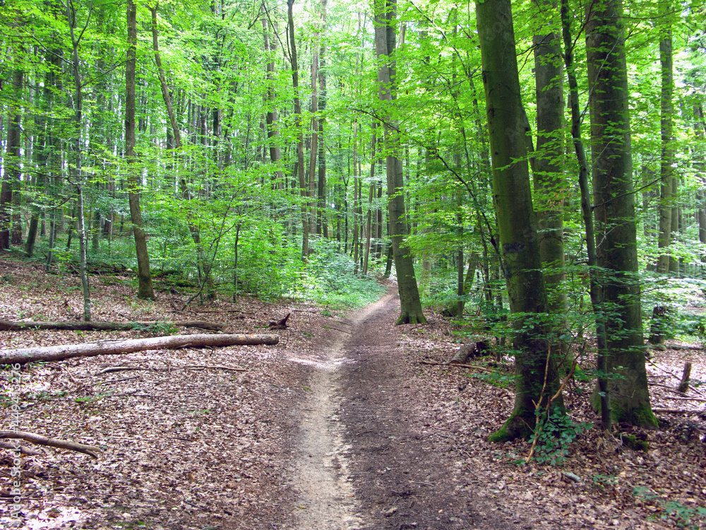 Fototapeta premium Gieschburg- 2021
