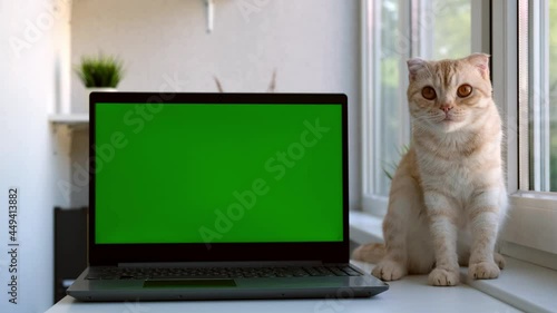 Red cat breed Scottish fold licks next to the laptop green screen, window neaby. The pet ate something tasty. Cat food advertising concept. Chroma key green screen computer photo