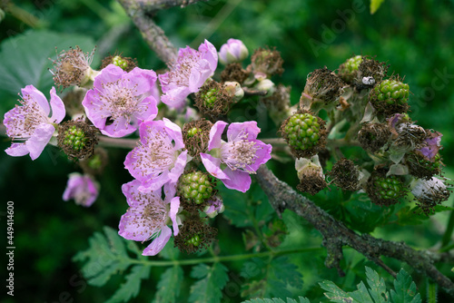 Fotografie Murier en fleurs 2