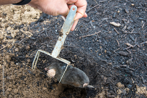 Hand of a gardener with a mole inside a steel trap